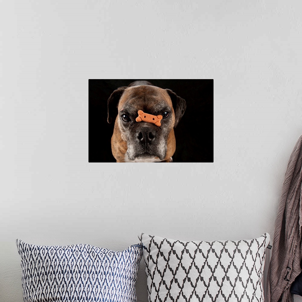 A bohemian room featuring A boxer named Toto balances a treat on his nose.