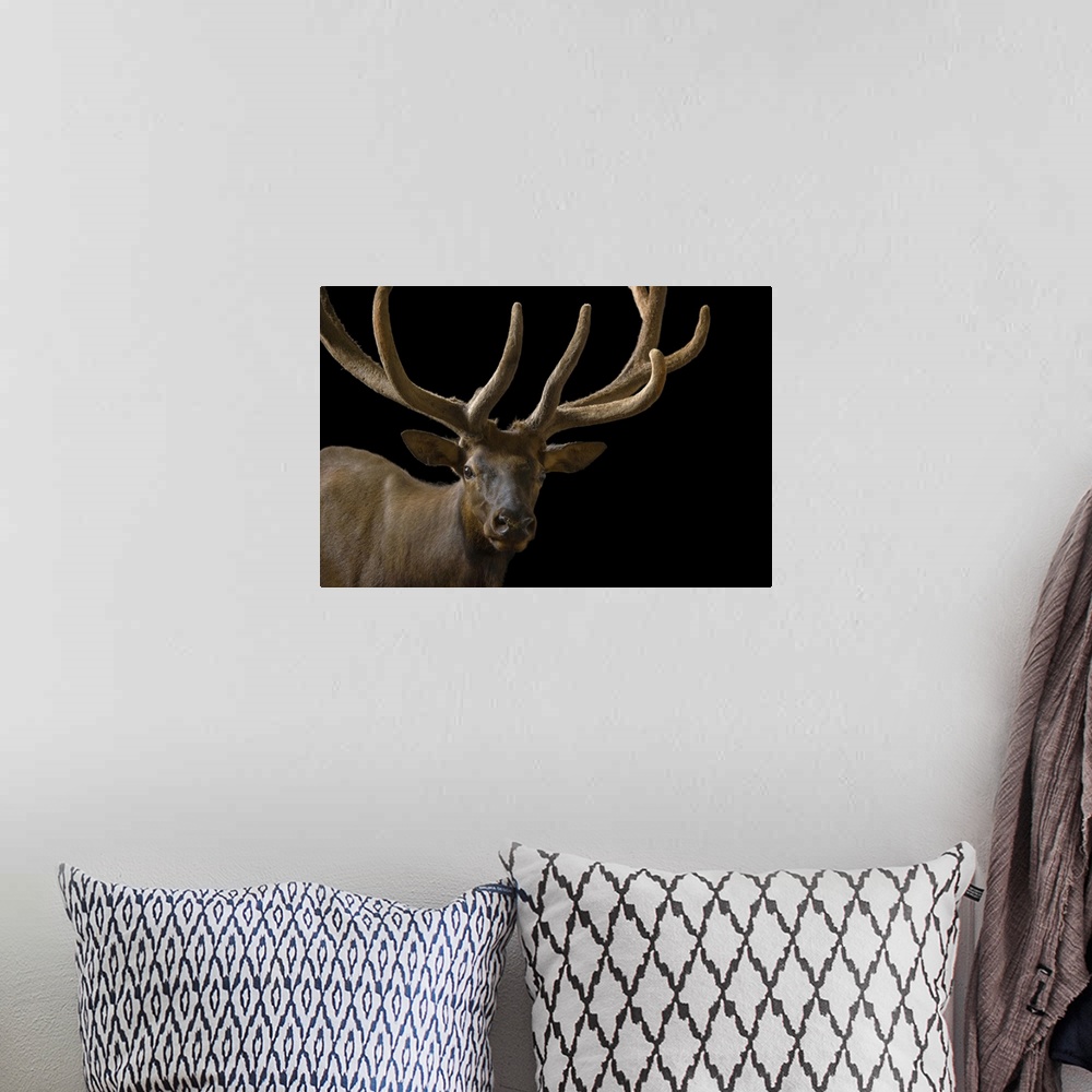 A bohemian room featuring A bull elk with his antlers in velvet (Cervus canadensis) at the Oklahoma City Zoo.