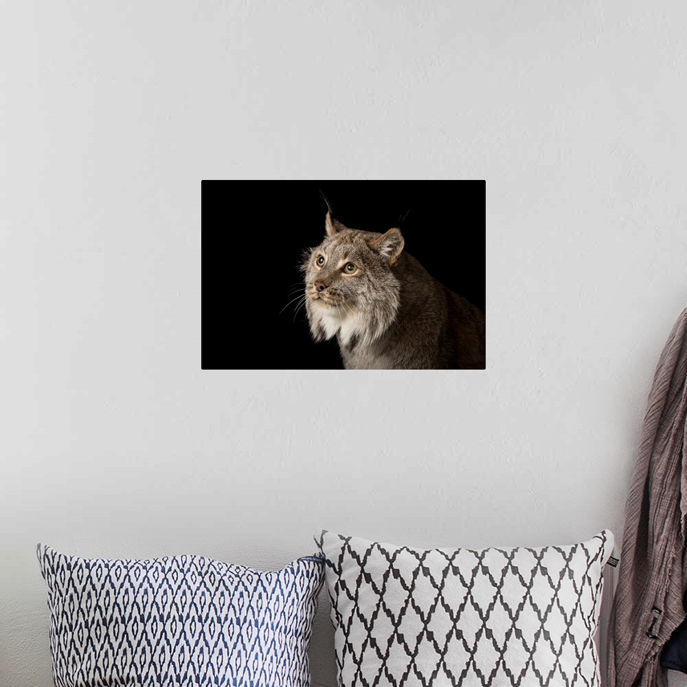 A bohemian room featuring A Canada lynx, Lynx canadensis.