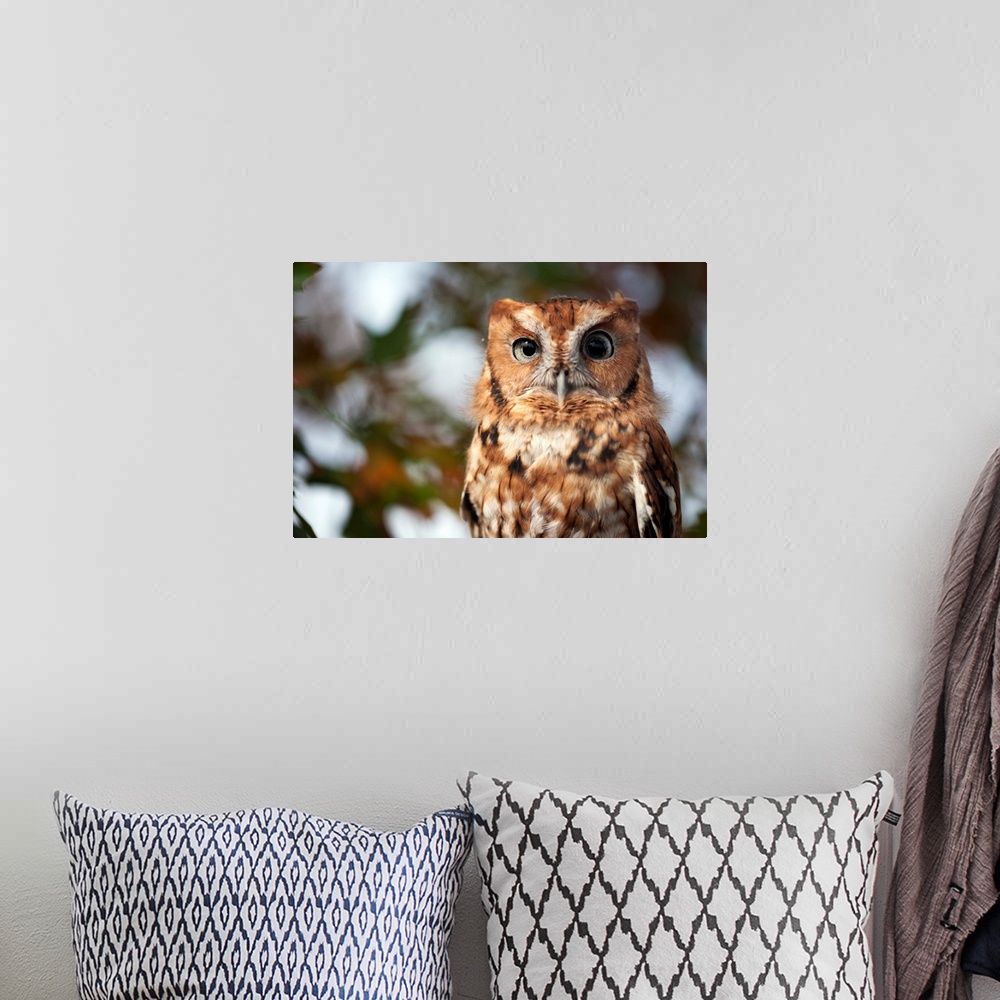 A bohemian room featuring A captive eastern screech owl, Megascops asio, at Ryerson Woods.