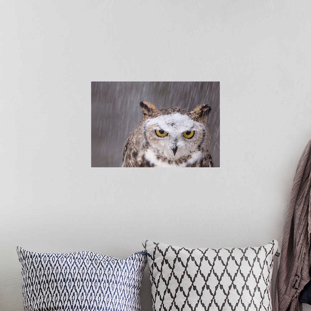 A bohemian room featuring Portraits of Oberon, a captive great horned owl (Bubo virginianus) in the snow at a raptor recove...