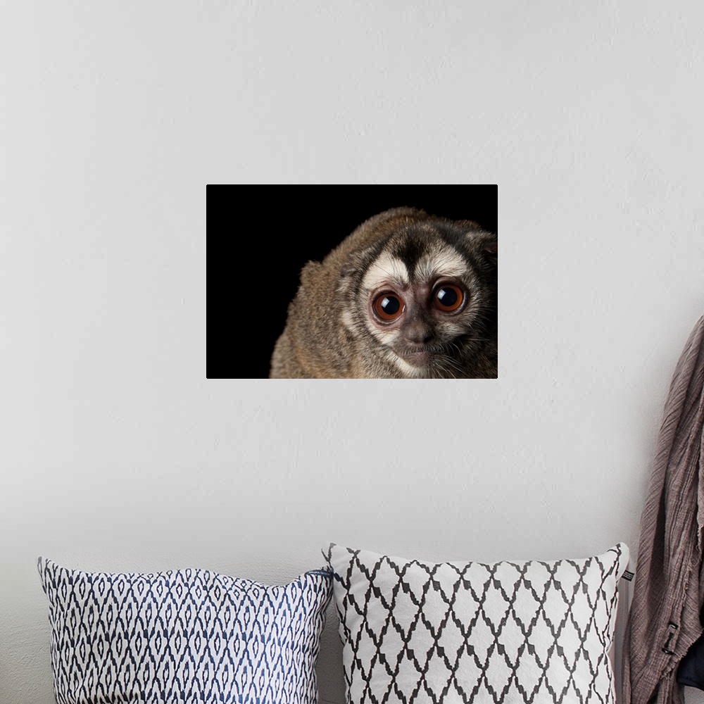 A bohemian room featuring A Colombian night monkey, Aotus lemurinus, at the Houston Zoo.