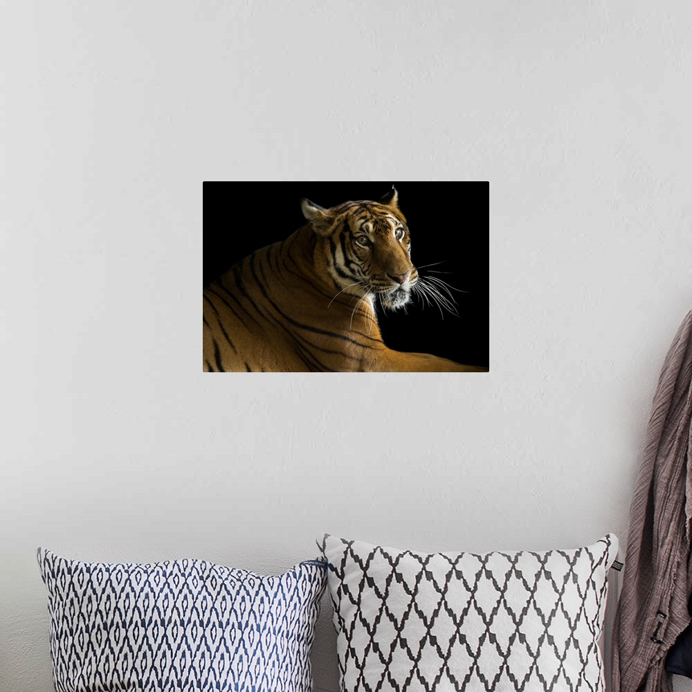 A bohemian room featuring A critically endangered, female South China tiger, Panthera tigris amoyensis, at the Suzhou Zoo i...