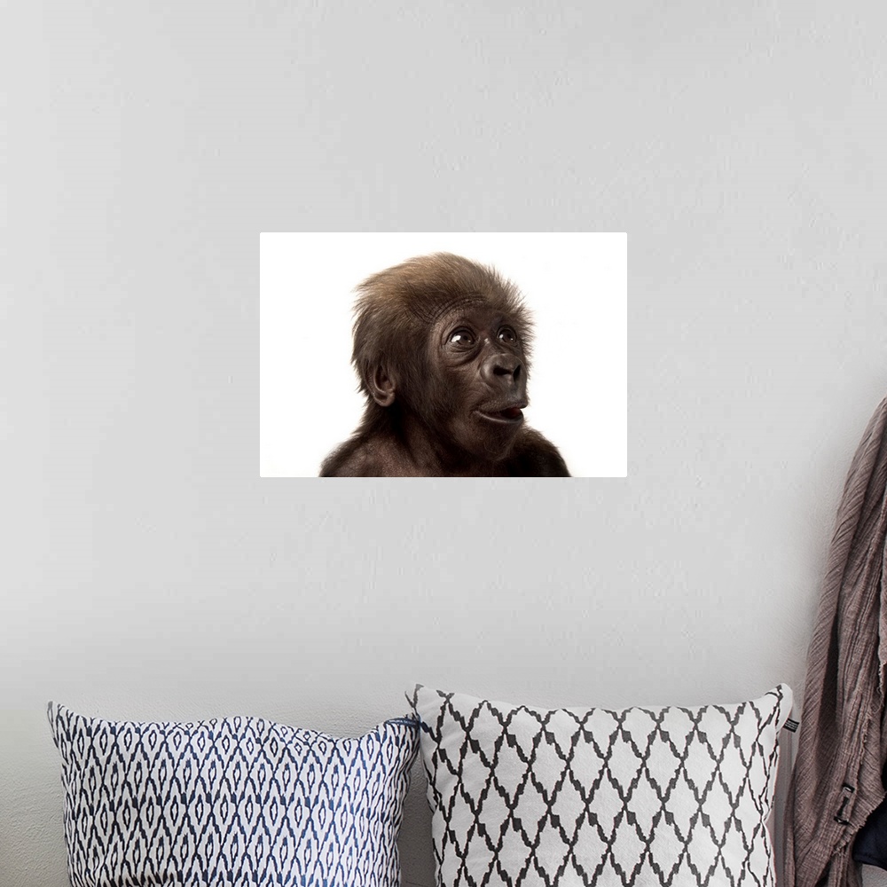 A bohemian room featuring A critically endangered, six-week-old female baby gorilla, Gorilla gorilla gorilla.
