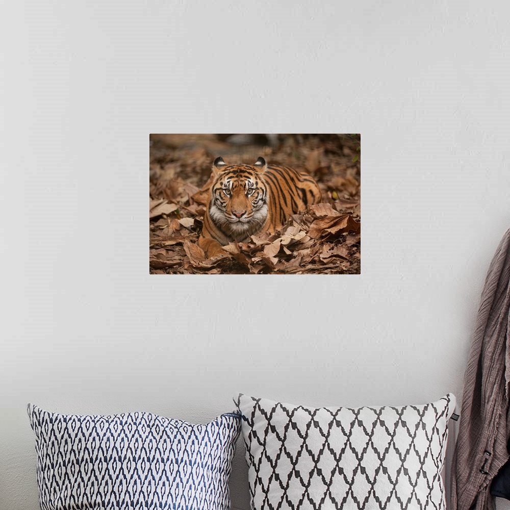 A bohemian room featuring A critically-endangered Sumatran tiger at Zoo Atlanta.