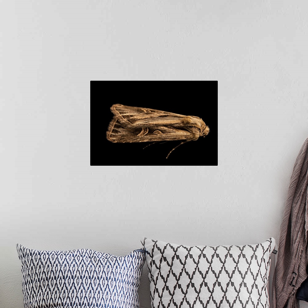 A bohemian room featuring A cutworm moth (Dichagyris longidens), owlet moth family Noctuidae, cutworm or dart moth subfamil...