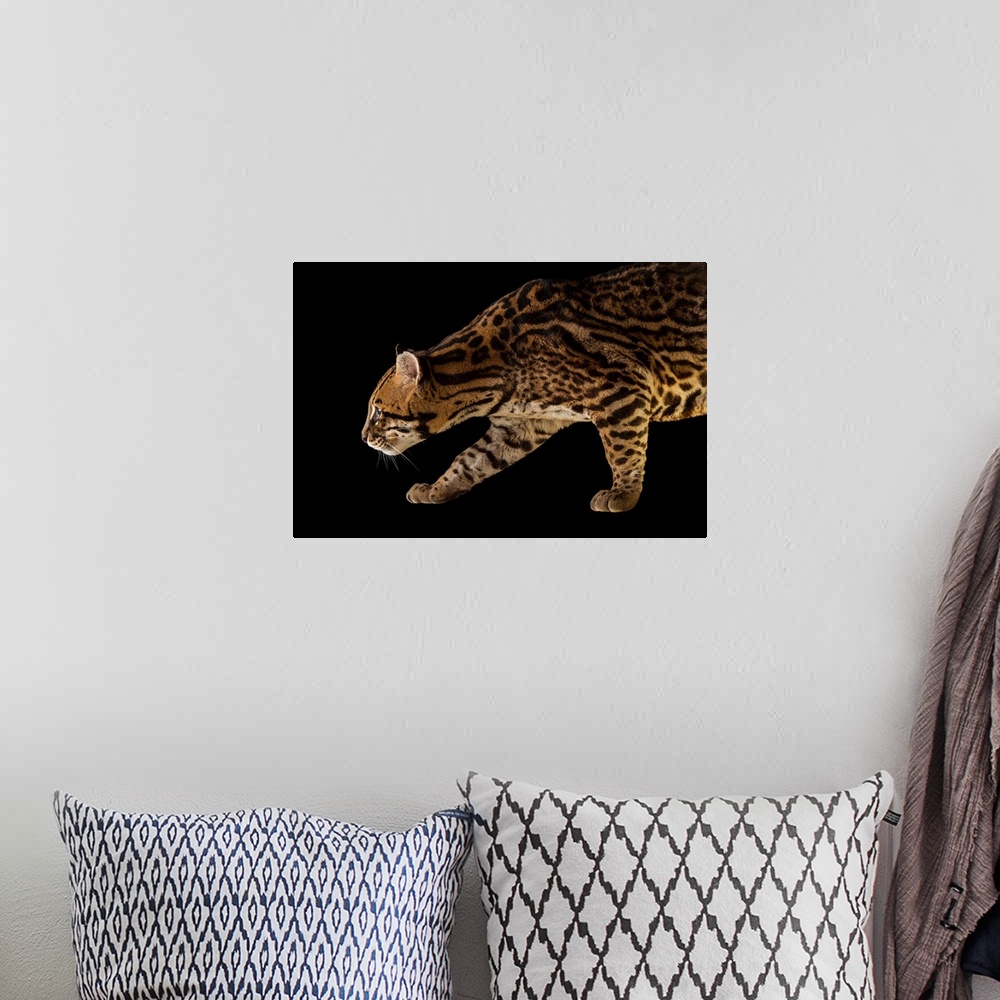 A bohemian room featuring An endangered southern Brazilian ocelot, Leopardus pardalis mitis.