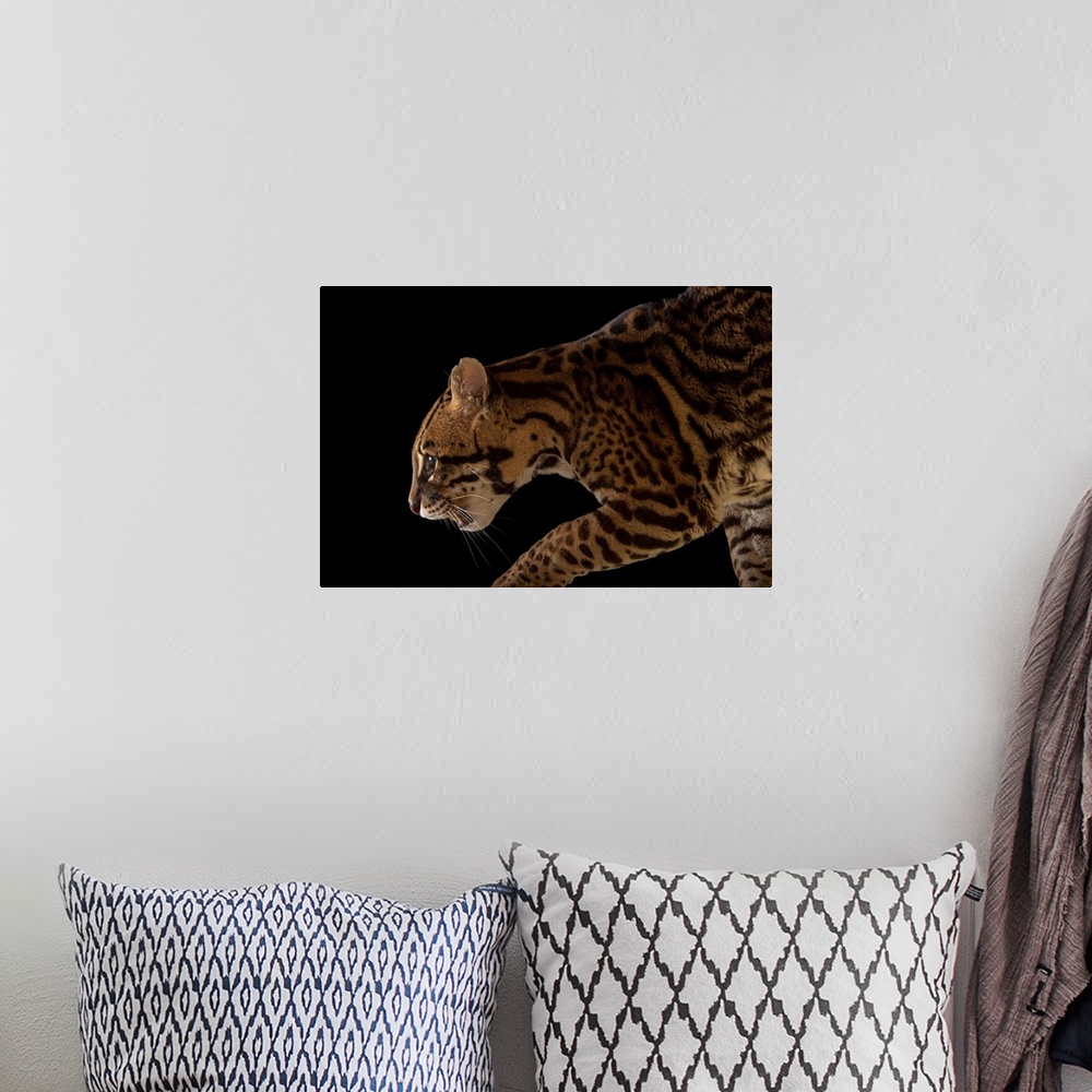 A bohemian room featuring An endangered southern Brazilian ocelot, Leopardus pardalis mitis.