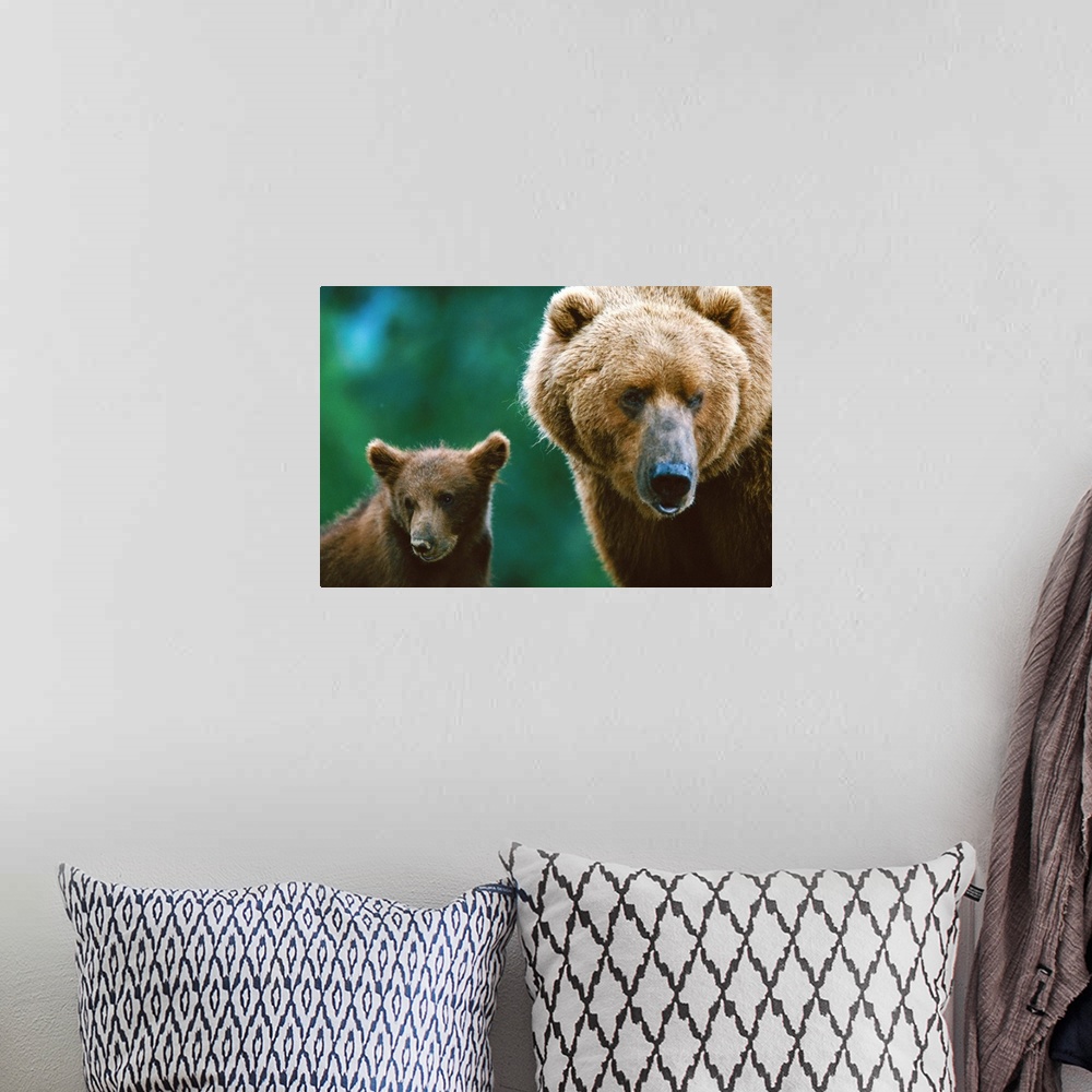A bohemian room featuring A female grizzly and her cub, Larson Bay, Alaska