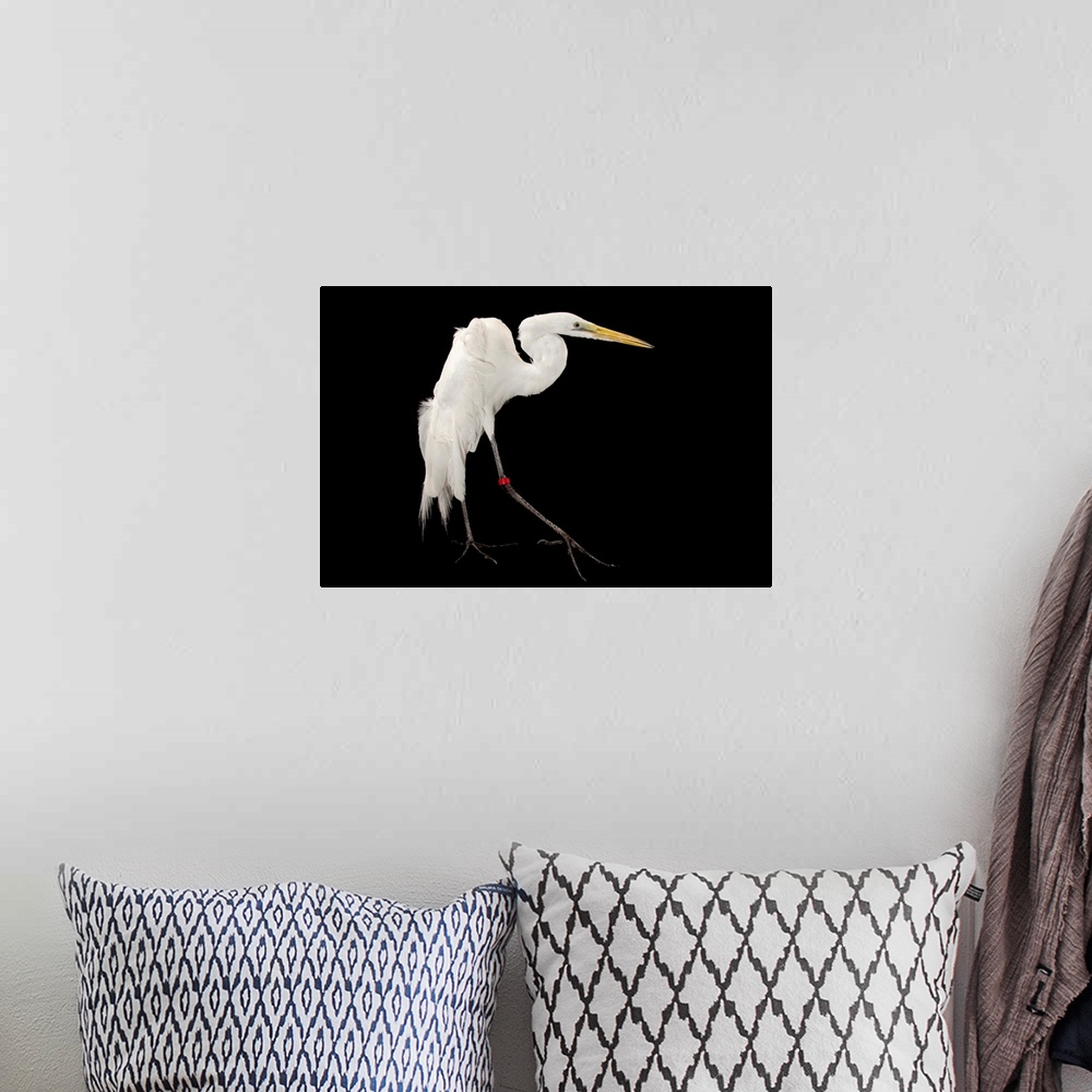 A bohemian room featuring A great egret, Ardea alba