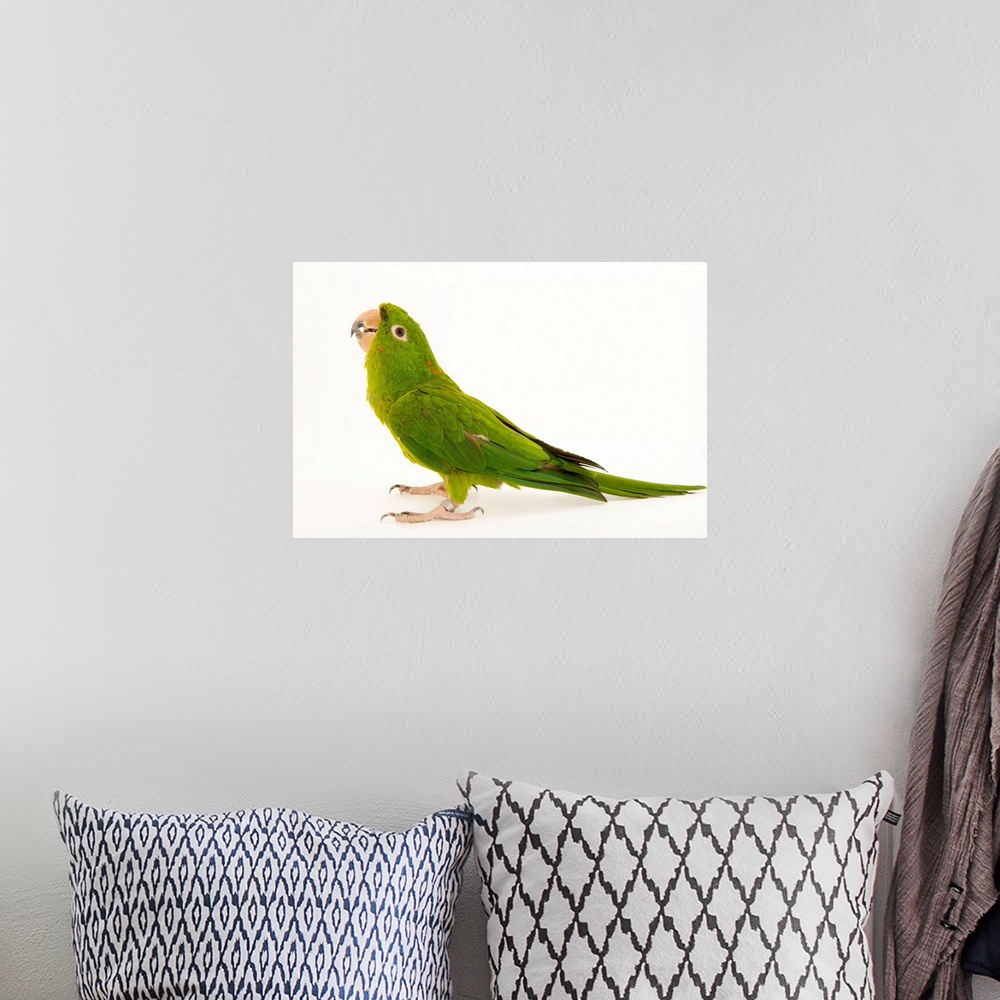 A bohemian room featuring A green parakeet, Psittacara holochlorus strenuus.