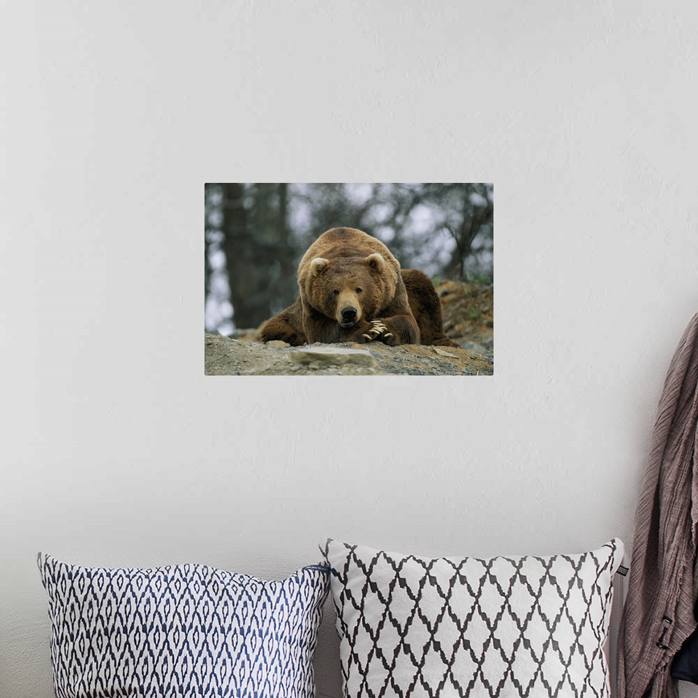 A bohemian room featuring A grizzly bear at rest on the edge of the Larson Bay dump.
