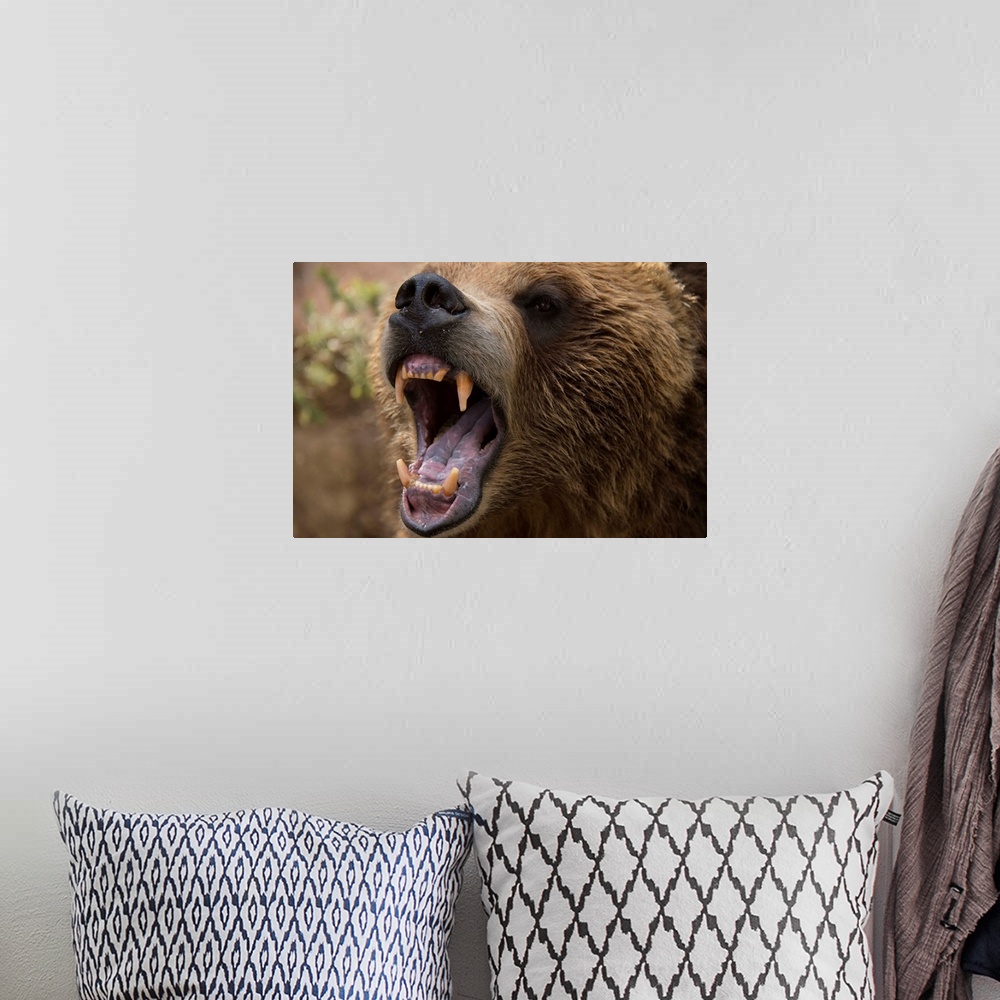 A bohemian room featuring A grizzly bear snarling at the Cheyenne Mountain Zoo.