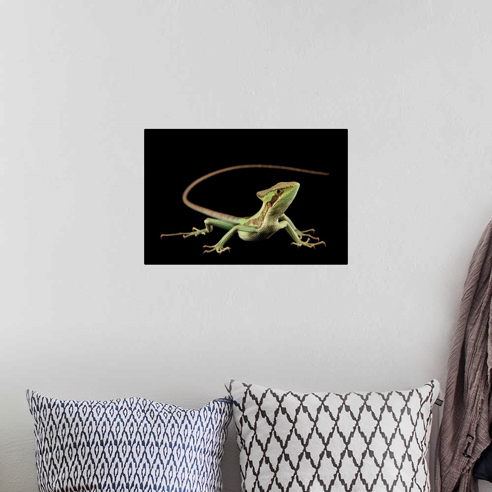 A bohemian room featuring A Juliois casquehead iguana (Laemanctus julioi) at Zoo Plzen.