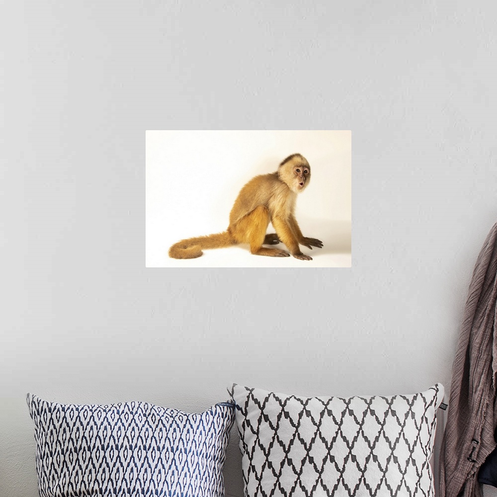 A bohemian room featuring A juvenile male hock-headed capuchin (Cebus cuscinus) named Leandro at Amazon Shelter, a wildlife...