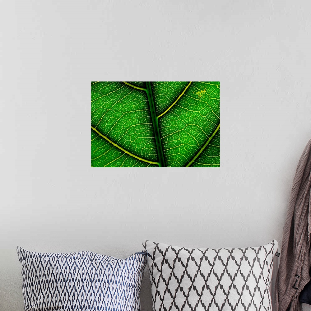 A bohemian room featuring A leaf of the critically endangered alectryon macrococcus plant.