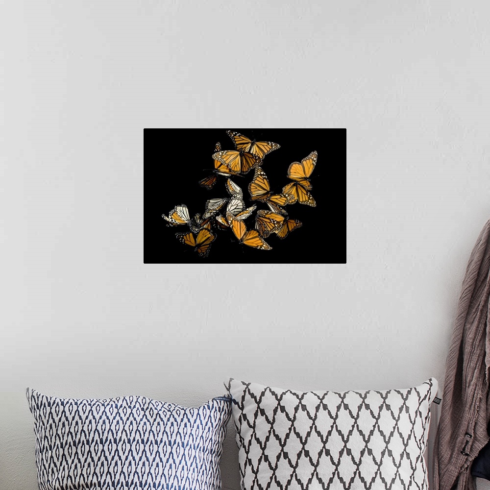 A bohemian room featuring A monarch butterfly (Danaus plexippus) from the Sierra Chincua mountain range, Mexico.