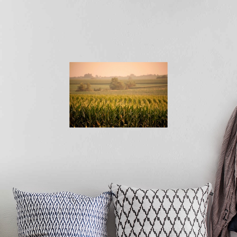 A bohemian room featuring A non-irrigated field of corn near Bennet, Nebraska