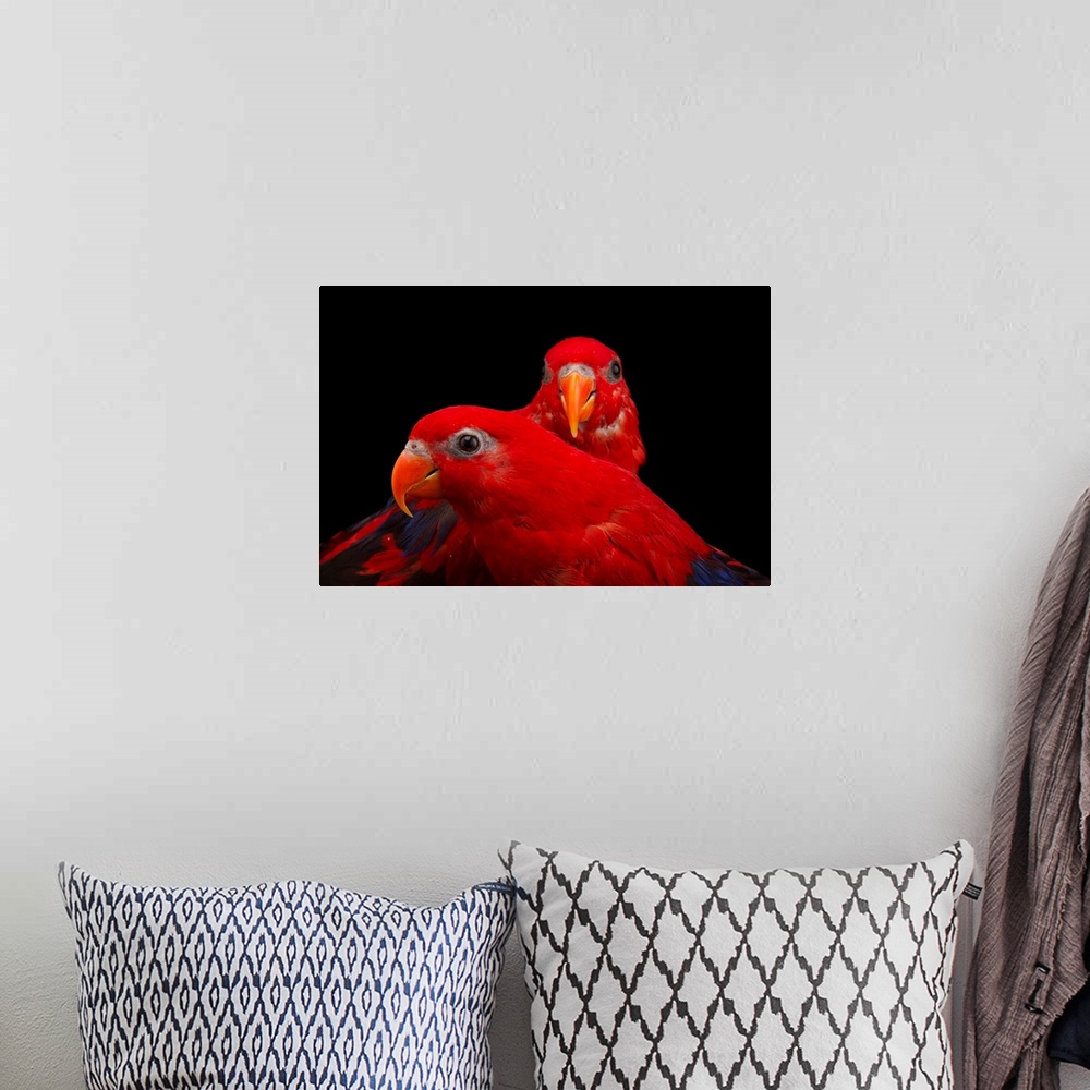 A bohemian room featuring A pair of red lories, Eos bornea, at the Indianapolis Zoo.
