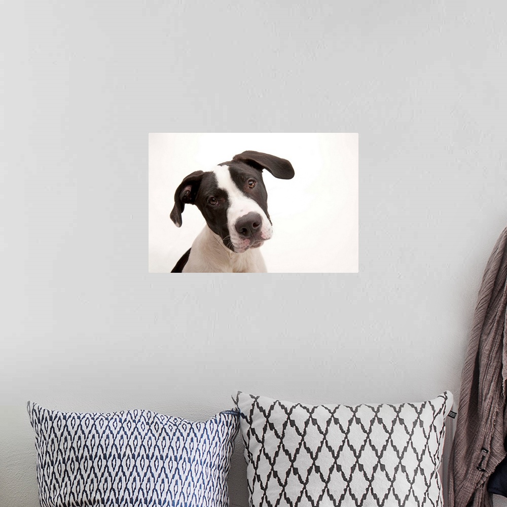 A bohemian room featuring A studio portrait of Mickey, a pit bull mix.