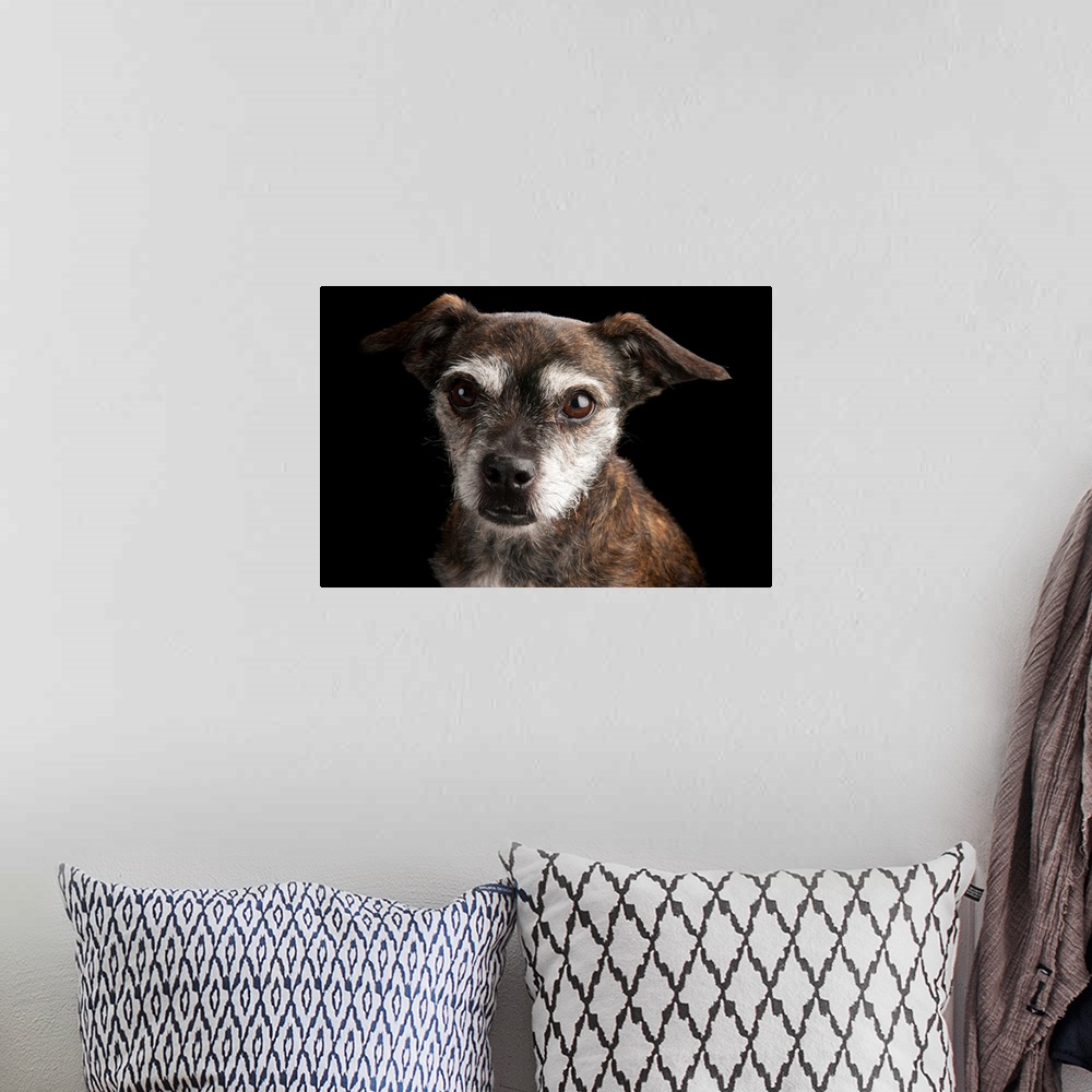 A bohemian room featuring A studio portrait of Sassy, a poodle and Boston terrier mix.