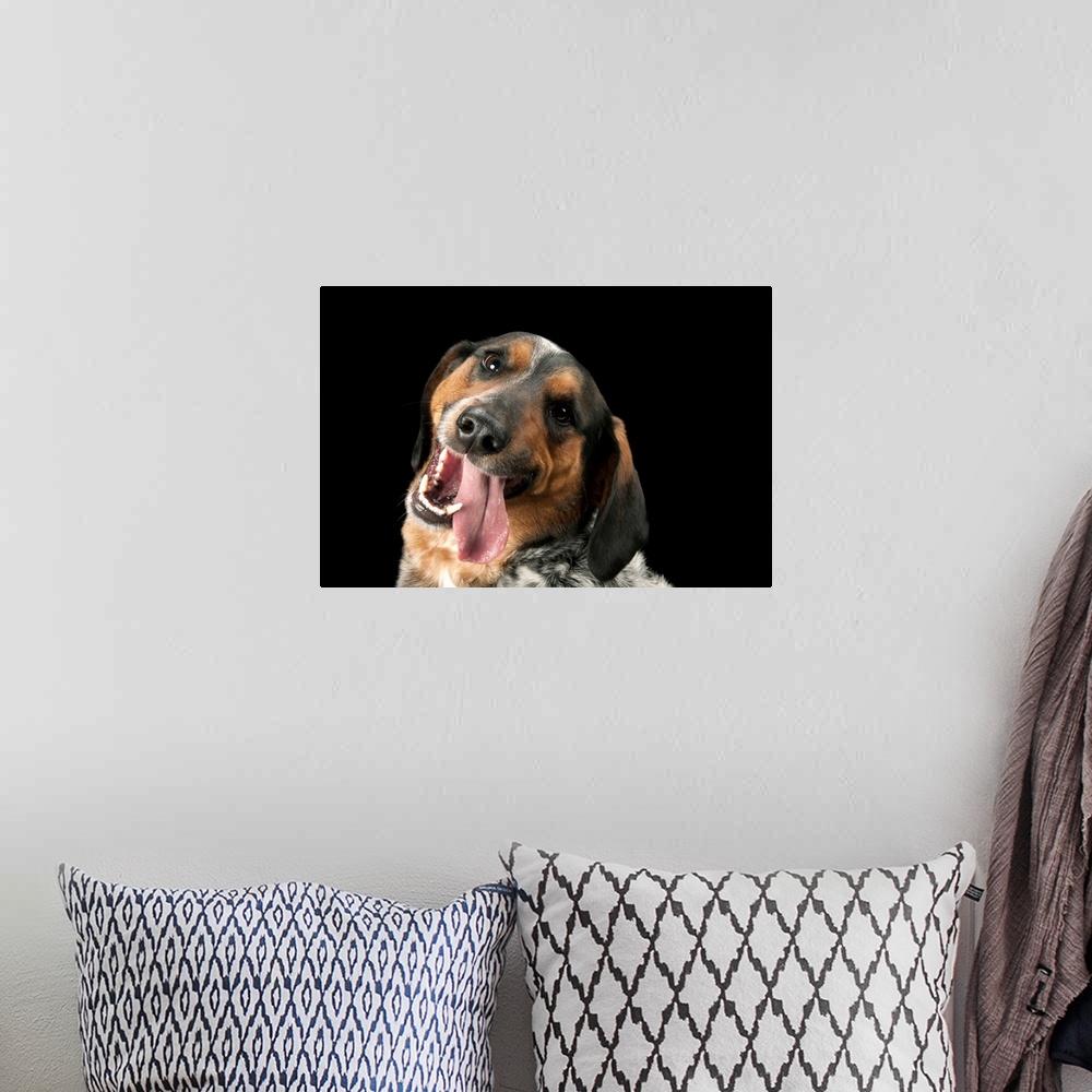 A bohemian room featuring A portrait of Hank, who is part basset hound and part blue healer.