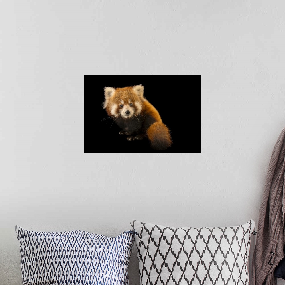 A bohemian room featuring A six-month-old red panda (Ailurus fulgens fulgens) named Cinnamon at the Virginia Zoo.