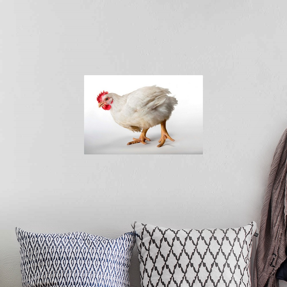 A bohemian room featuring A six-week-old broiler rooster at a commercial chicken farm