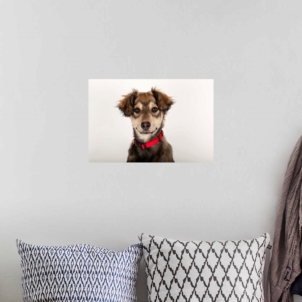 A bohemian room featuring A studio portrait of a husky mix puppy.