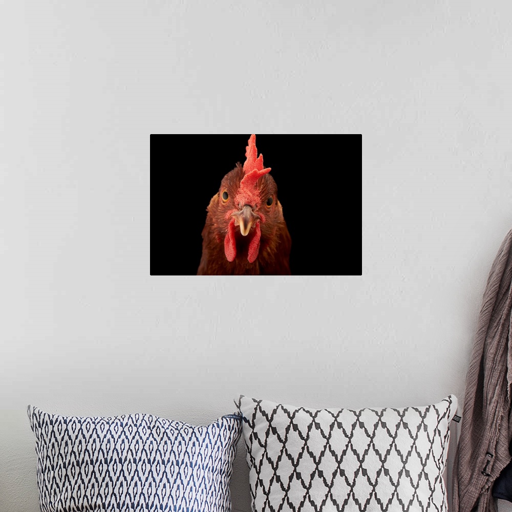 A bohemian room featuring A studio portrait of a New Hampshire Red hen.