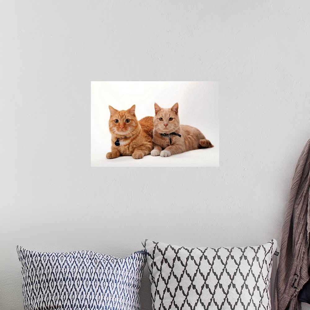 A bohemian room featuring A studio portrait of two cats named Romey and Gorby.