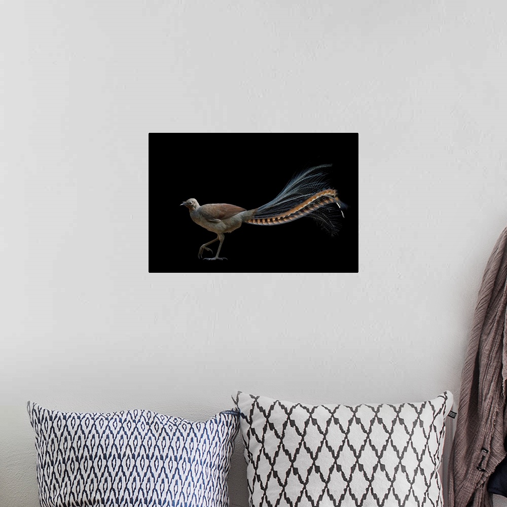 A bohemian room featuring A superb lyrebird, Menura novaehollandiae, at Healesville Sanctuary.
