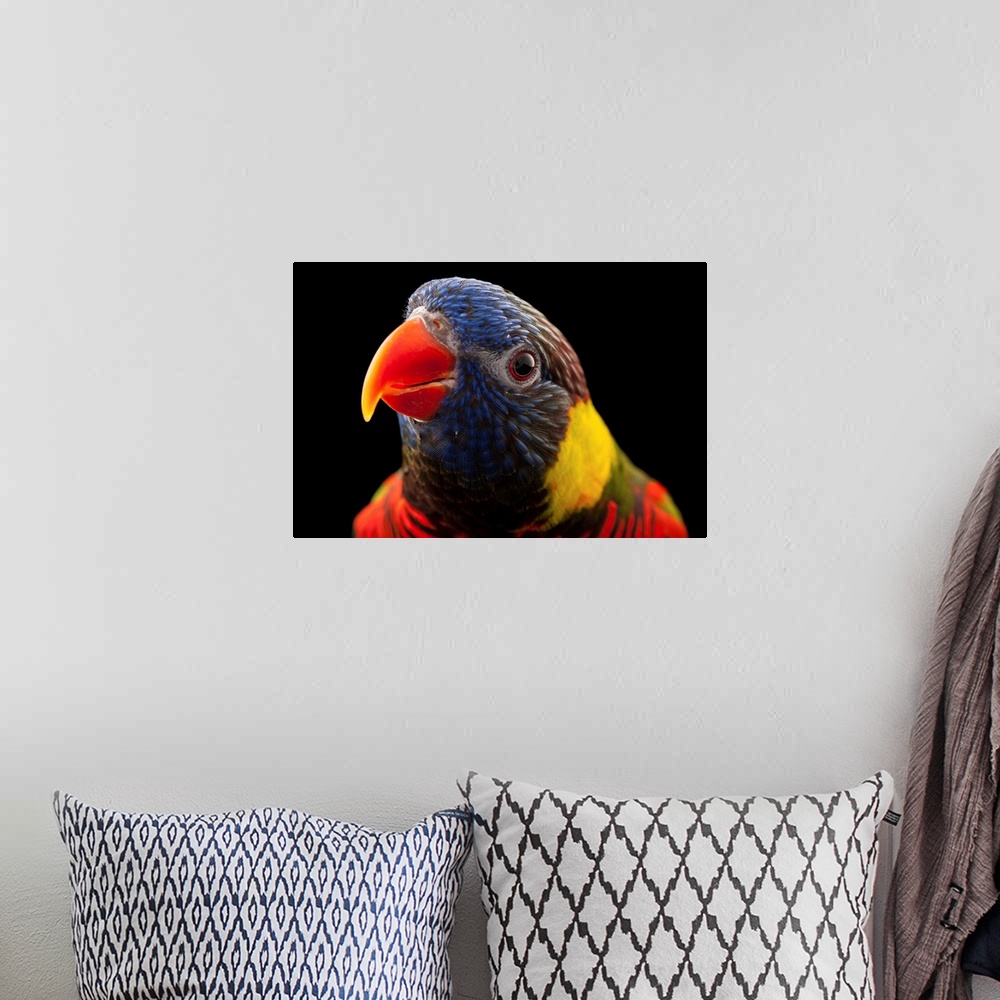 A bohemian room featuring Photograph of an animal against black studio background.