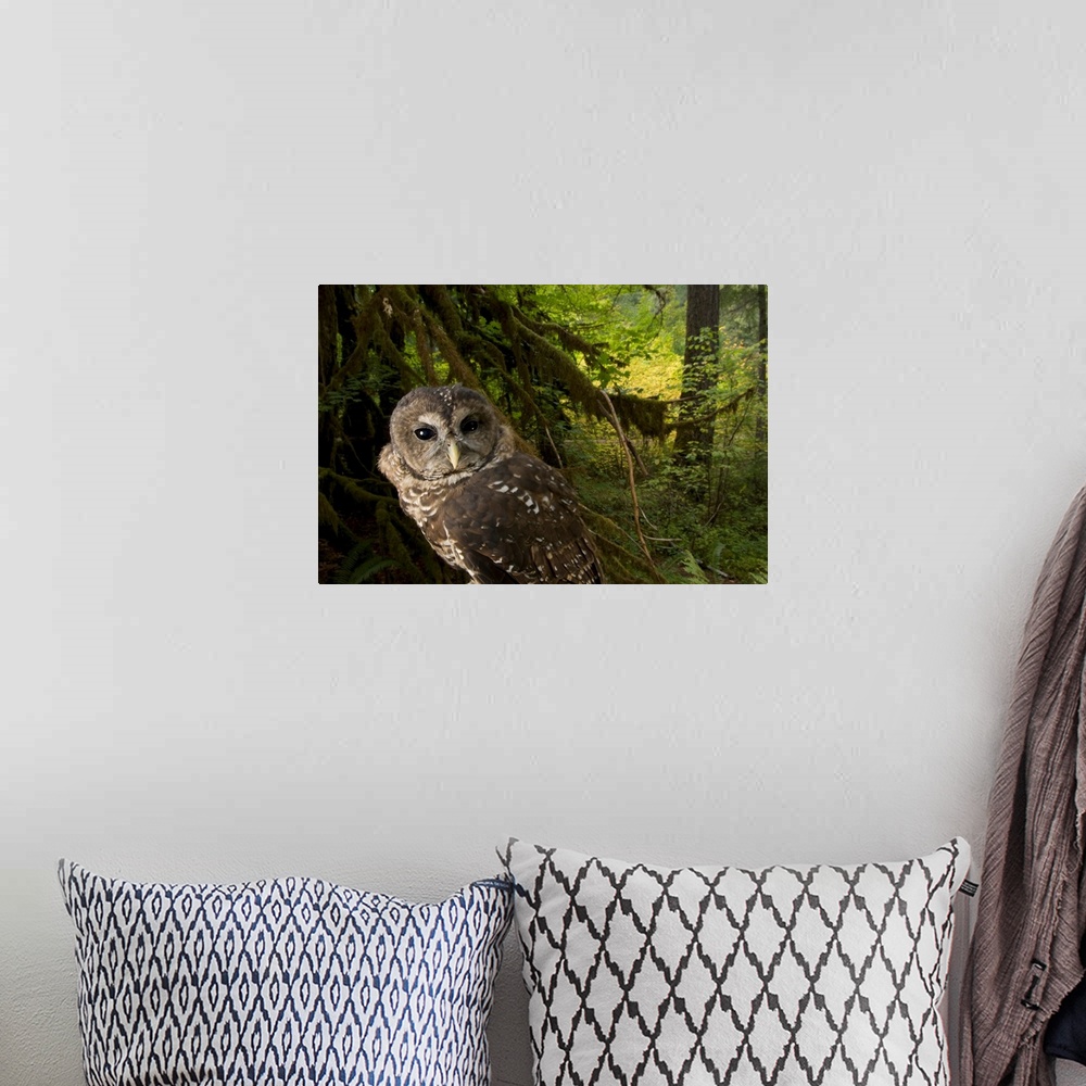 A bohemian room featuring A captive northern spotted owl (Strix occidentalis caurina) in healthy habitat in the Siskiyou Na...
