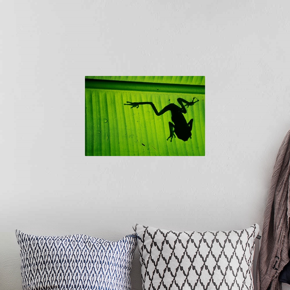 A bohemian room featuring A photograph is taken from underneath a large leaf where you can see the silhouette of a tree frog.