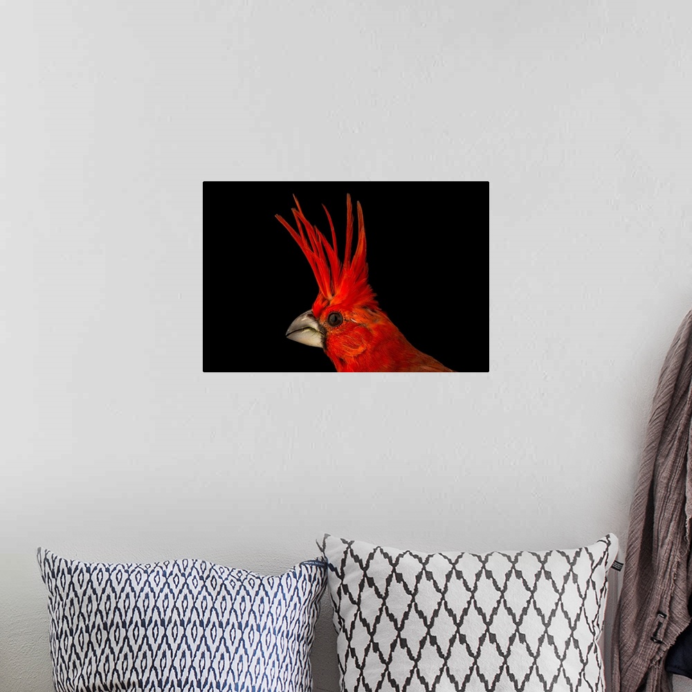 A bohemian room featuring A vermilion cardinal, Cardinalis phoeniceus, at the National Aviary of Colombia.