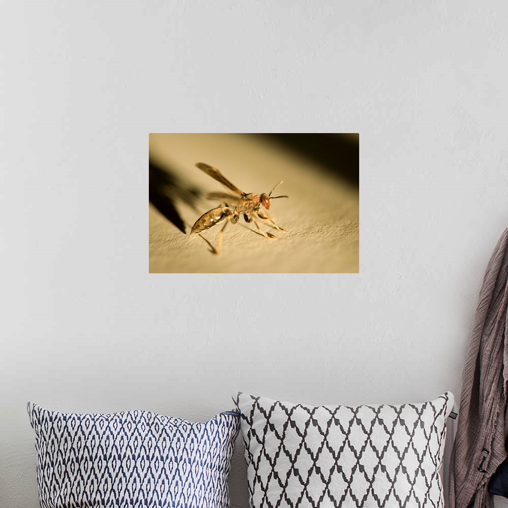 A bohemian room featuring A wasp casts a shadow on a white piece of paper