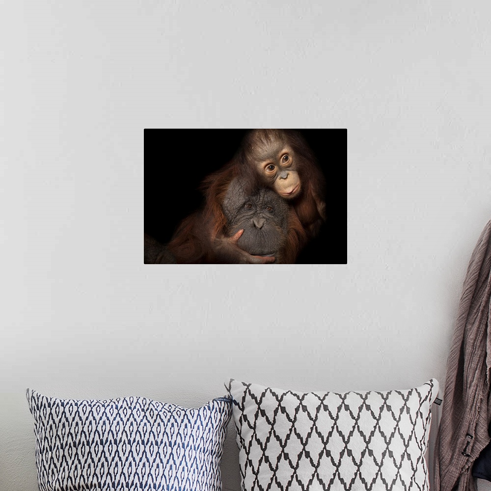 A bohemian room featuring An endangered baby Bornean orangutan (Pongo pygmaeus) named Aurora, with her adoptive mother, Che...
