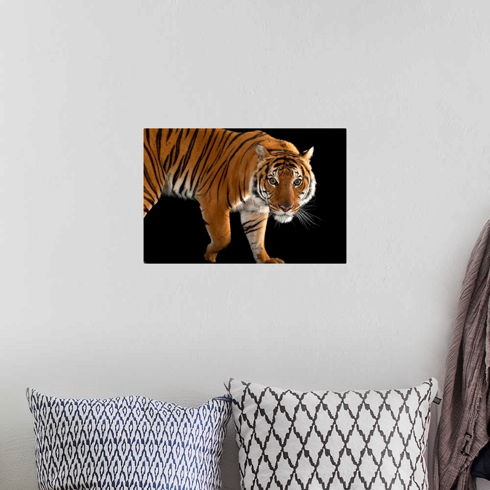 A bohemian room featuring An endangered Malayan tiger, Panthera tigris jacksoni.