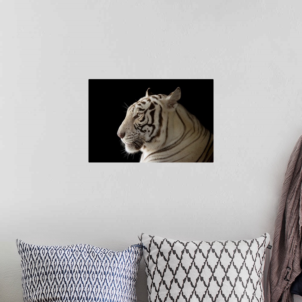 A bohemian room featuring An endangered male, white Bengal tiger (Panthera tigris tigris) named Rajah, at the Alabama Gulf ...