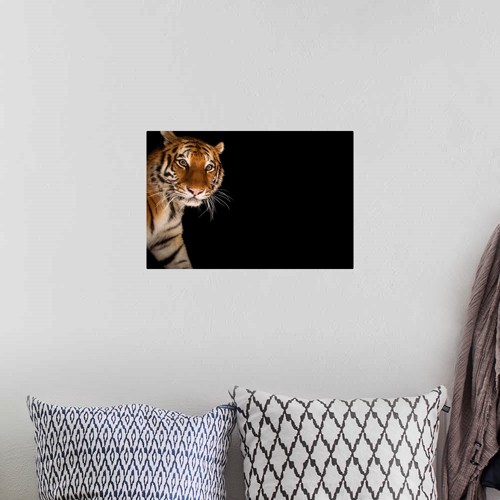 A bohemian room featuring An endangered Siberian tiger.