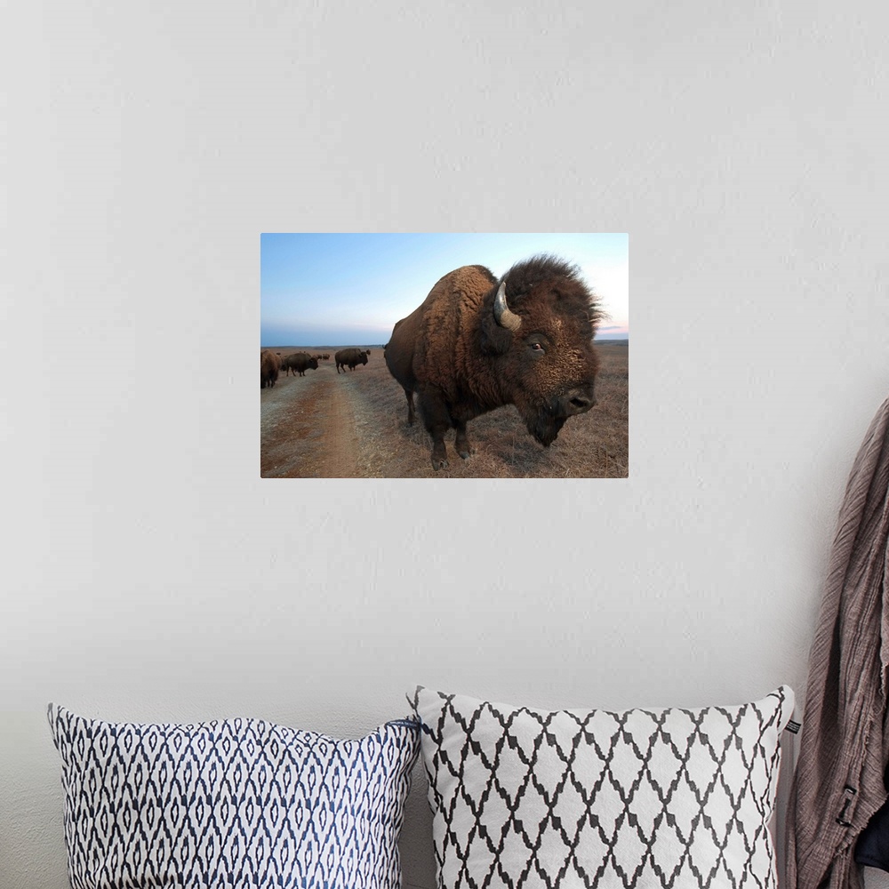 A bohemian room featuring American bison on the Maxwell Game Preserve.