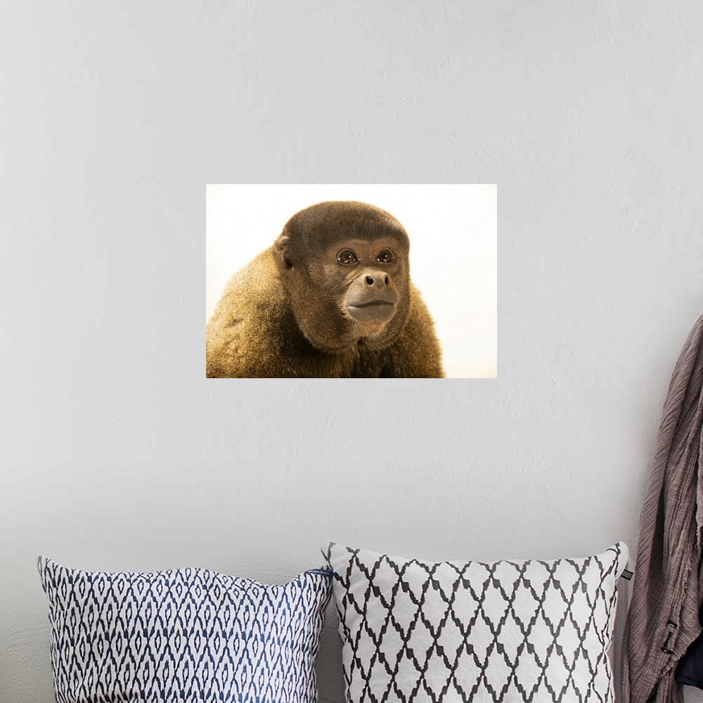 A bohemian room featuring Cesar, a male brown woolly monkey (Lagothrix lagotricha lagotricha) at Amazon Shelter, a wildlife...