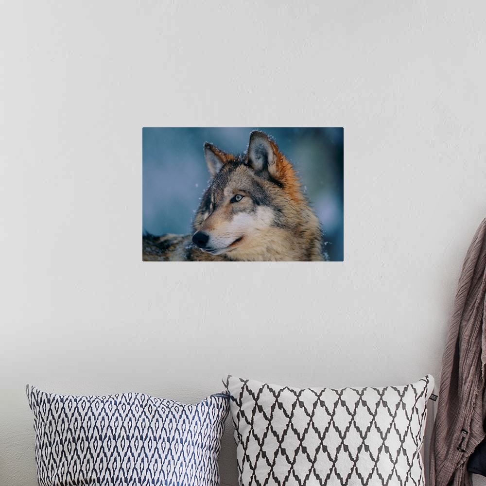 A bohemian room featuring Gray wolf (Canis lupus) at the International Wolf Center, Ely, northern Minnesota.