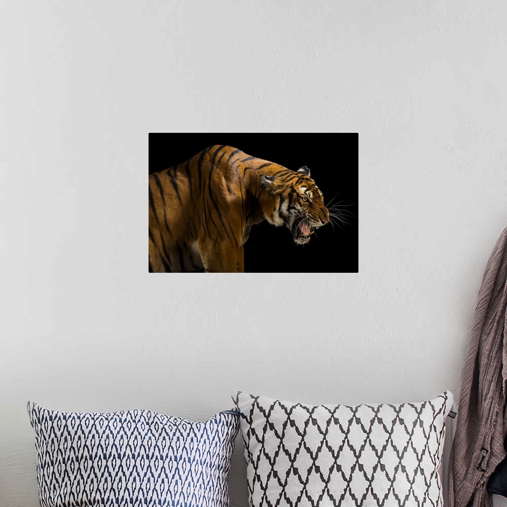 A bohemian room featuring A critically endangered and federally endangered, female South China tiger (Panthera tigris amoye...