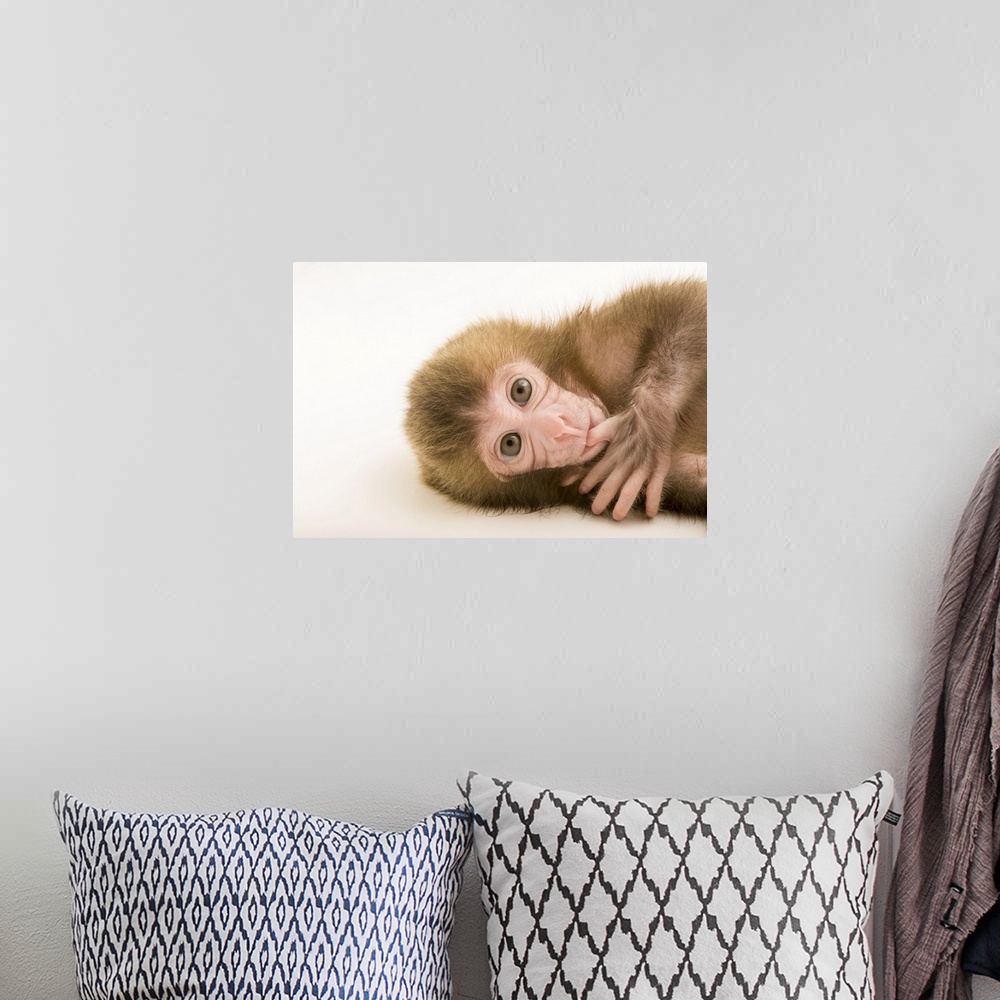 A bohemian room featuring Gigi, a two-week-old Japanese macaque (Macaca fuscata) at the Blank Park Zoo in Des Moines, IA. S...