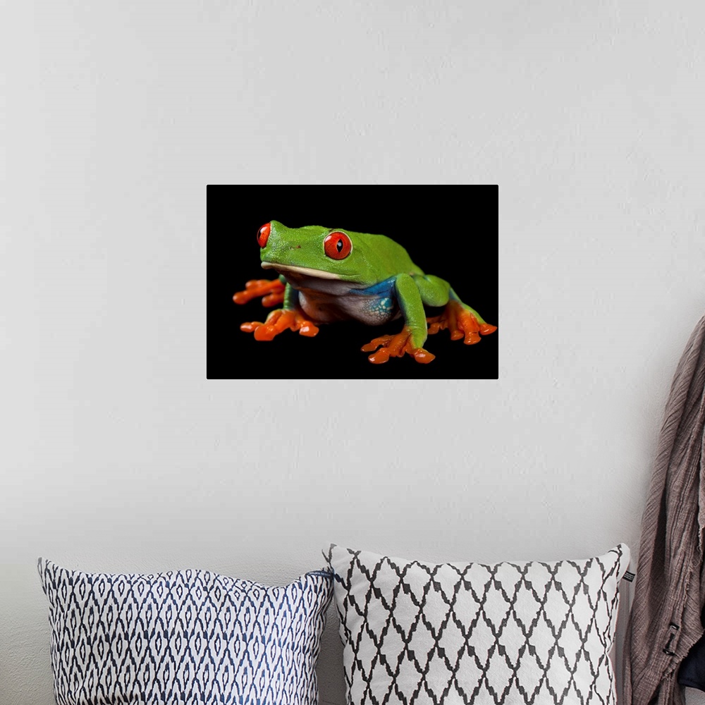 A bohemian room featuring Red eyed tree frog, Agalychnis callidryas.
