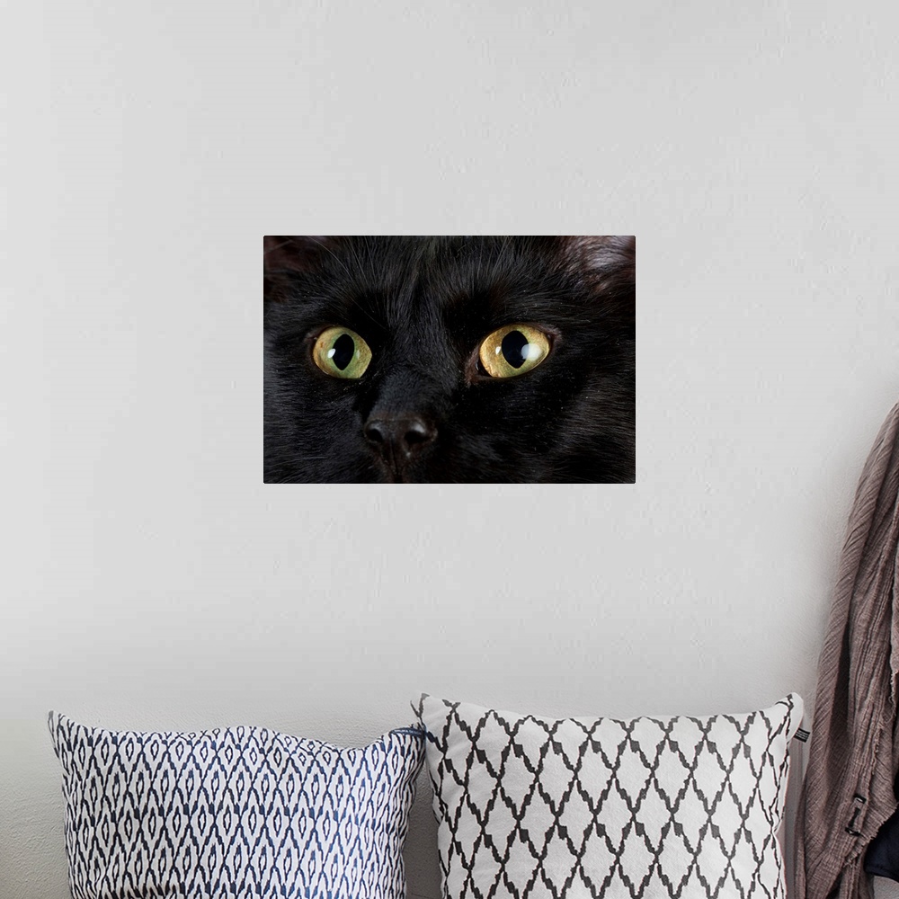 A bohemian room featuring Studio portrait of a cat named Amadeus Wolfgang Meowzart.