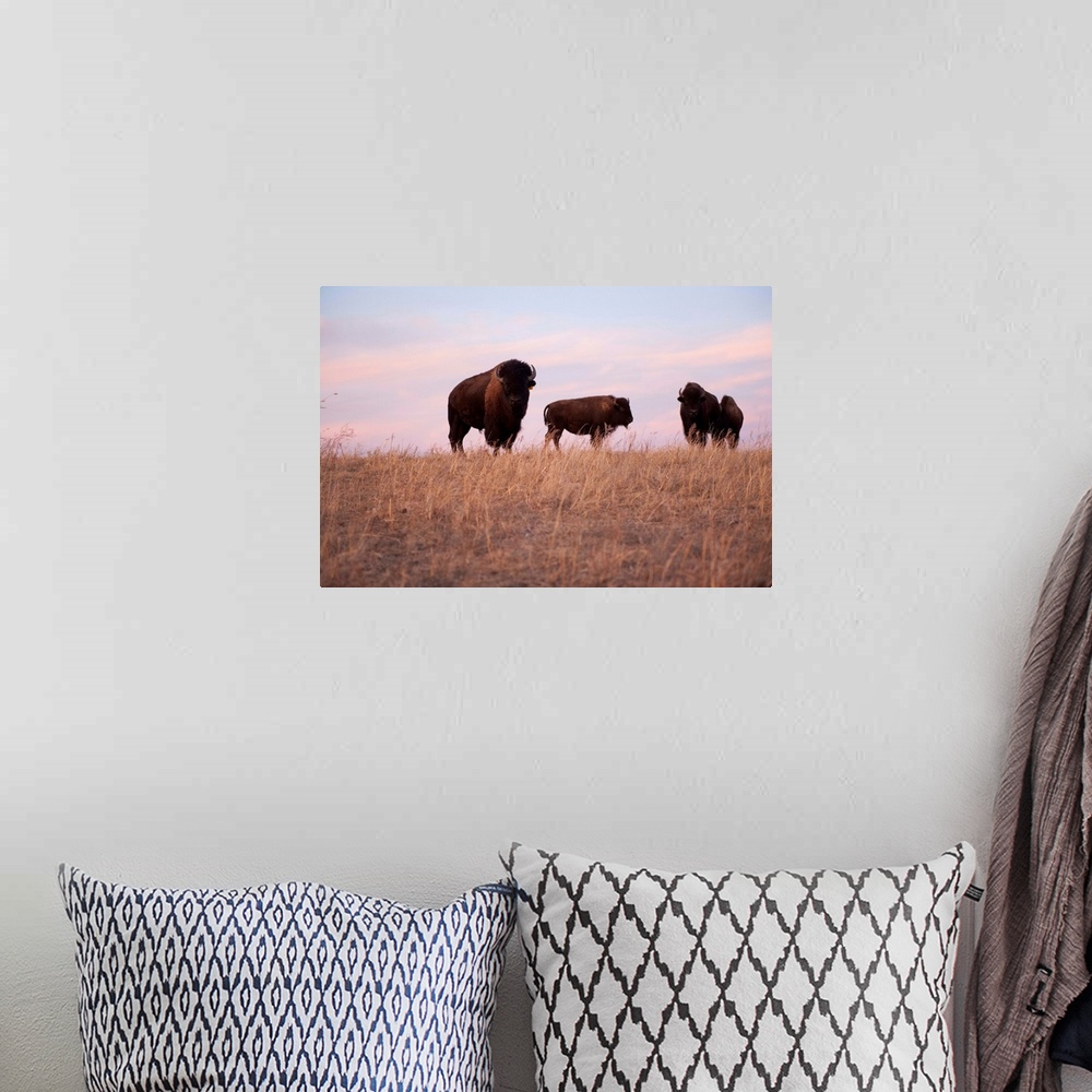 A bohemian room featuring Bison on the Carl Simmons Ranch near Valentine, NE.