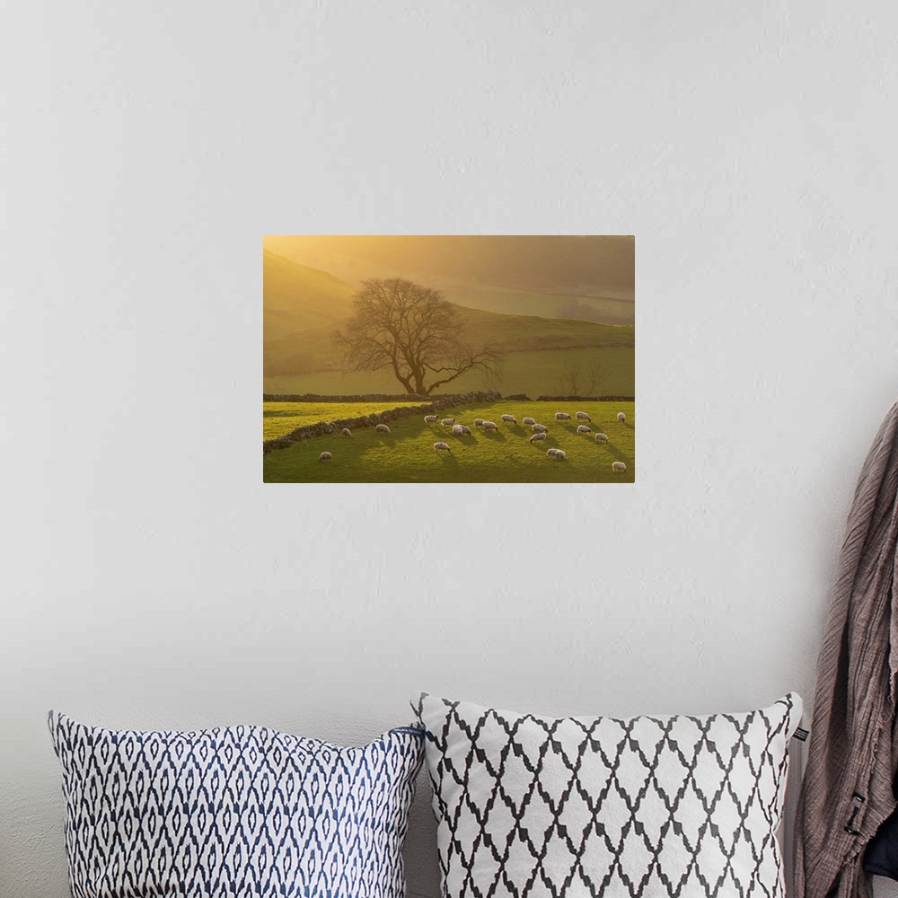 A bohemian room featuring Afternoon Sunshine on Grazing Sheep, near Earl Sterndale, Peak District National Park, Derbyshire...